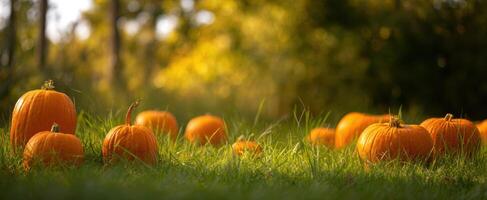 The Beautiful Pumpkin Patch Surrounded by Lush Green Grass and Natural Light photo
