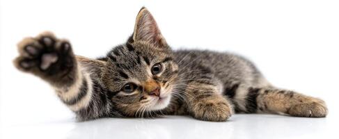The adorable kitten stretching and reaching out playfully on a white surface. photo