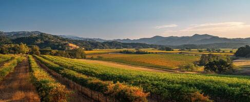 The serene vineyard landscape under a beautiful sunset in the countryside. photo