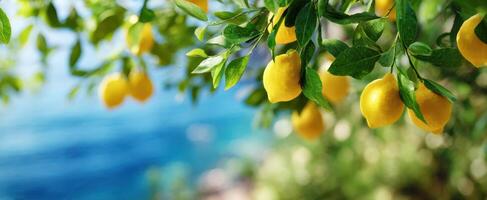 The bright lemons hanging from a tree along a serene ocean backdrop. photo
