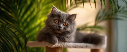 The fluffy gray cat lounging peacefully in a sunlit indoor setting. photo