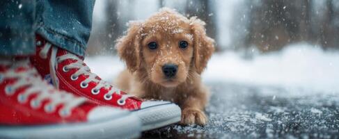 The adorable puppy enjoying a winter day with cheerful red sneakers. photo