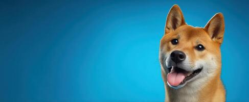 The adorable Shiba Inu smiling against a vibrant blue background. photo