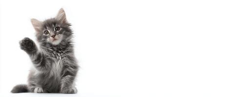 The adorable gray kitten waving its paw with playful charm photo