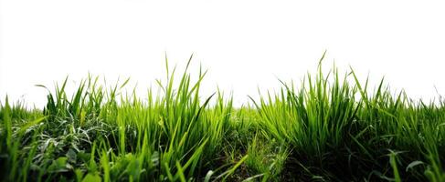 The lush green grass swaying gently in the fresh breeze under bright daylight. photo
