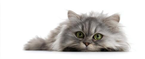 The fluffy cat with striking green eyes resting on a white surface. photo