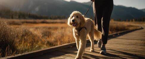 The cheerful dog enjoying a walk on a scenic nature path with its owner. photo