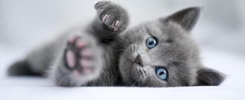 The adorable gray kitten lying on a soft white surface with captivating blue eyes. photo