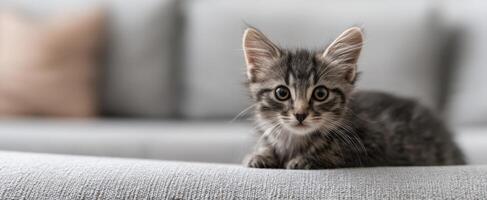 The playful kitten lounging comfortably on a soft couch, capturing hearts. photo