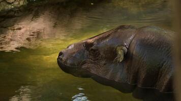 Pygmy Hippopotamus in a river - Choeropsis liberiensis video