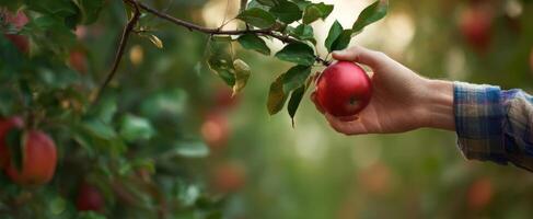 The Hand Grasping a Fresh Red Apple from a Lush Orchard photo