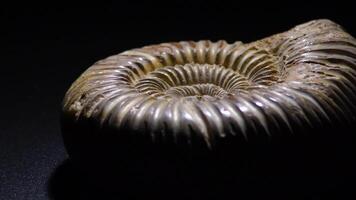 Prehistoric fossil Ammonite gyrating with black background video