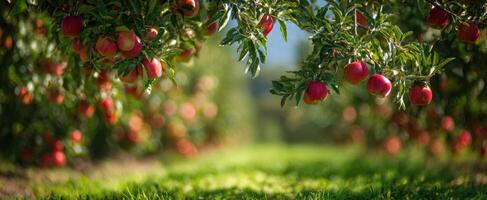 The thriving apple orchard with lush trees and ripe fruits ready for harvest. photo
