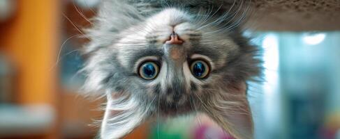 The adorable kitten hanging upside down with big expressive eyes. photo