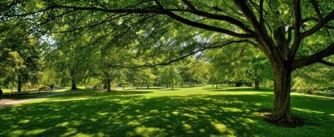 The serene park with vibrant greenery and sunlight-dappled shadows. photo