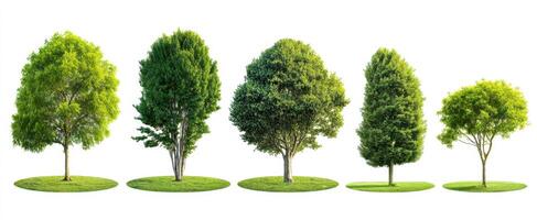 The diverse collection of trees arranged in a natural outdoor setting. photo