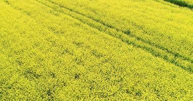 aerial footage with drone flying over a canola field in springtime, agricultural background concept video