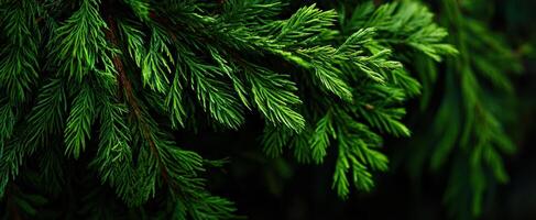 The Lush Green Leaves of a Coniferous Tree in Natural Light photo