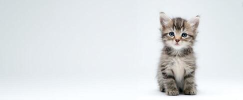 The adorable kitten with striking blue eyes sitting against a plain background photo