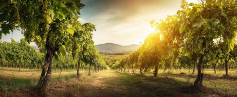 The beautiful vineyard landscape at sunset with lush grapevines and hills. photo