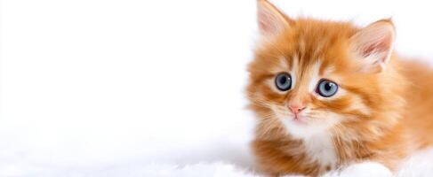 The adorable orange kitten with bright blue eyes lying on soft fur. photo