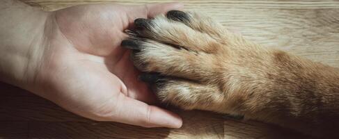 The touching bond between a human hand and a dog's paw. photo