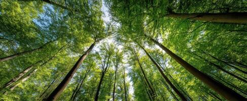 The towering trees create a tranquil canopy in a lush forest. photo