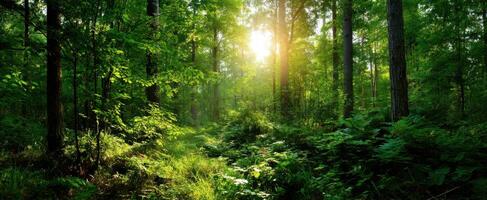 The Sunlight Filtering Through a Lush Forest Canopy in Springtime photo