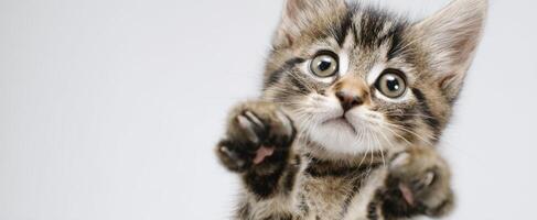 A kitten is reaching up to grab something photo