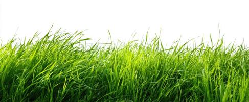 The vibrant green grass swaying gently in a sunny outdoor setting. photo