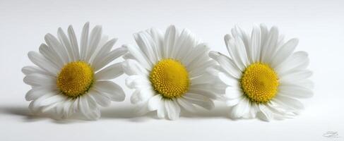 The delicate beauty of three daisies arranged on a white background. photo