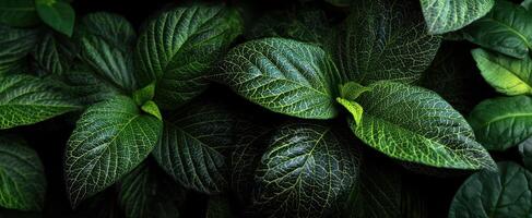The Lush Green Leaves Creating a Serene Natural Background photo