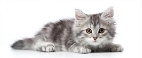 The adorable grey kitten resting on a white background. photo