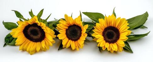 The beautiful arrangement of sunflowers with green leaves on a white background. photo