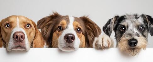 The adorable trio of dogs peeking over a white surface with curiosity. photo
