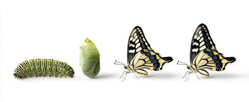 The Fascinating Journey of a Caterpillar to Stunning Butterflies photo