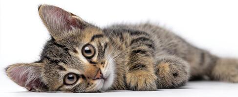 The adorable kitten relaxing with curious eyes on a white background. photo