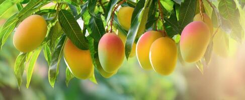The vibrant mangoes hanging on a tree basking in sunlight. photo