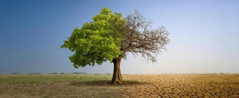 The stark contrast of a flourishing and withered tree in dry landscape. photo