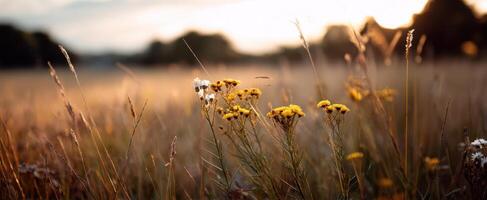 The serene beauty of wildflowers in a glowing sunset field photo