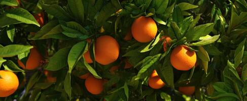 The lush orange tree with ripe fruits and vibrant green leaves photo