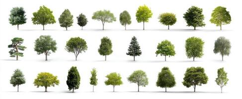 The diverse collection of trees showcasing various leaf shapes and colors. photo