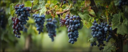 The lush clusters of ripe grapes hanging from vibrant green vines. photo