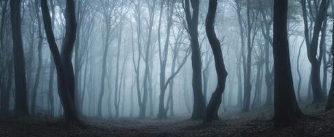 The tranquil forest enveloped in mysterious fog and haunting shadows. photo