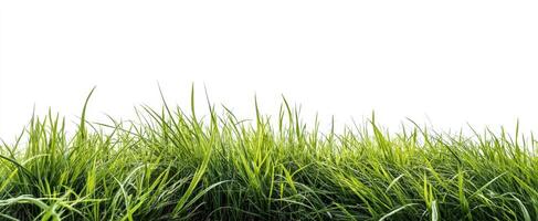 The lush green grass swaying gently under the bright sunlight. photo