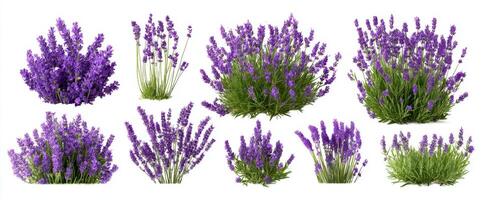 The Lavish Display of Lavender Blossoms in Various Arrangements photo