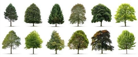 The collection of isolated tree types on white background for design use photo
