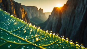 Sunrise over water droplets on a leaf photo