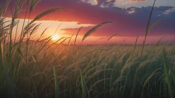 Grass Field at Sunset photo