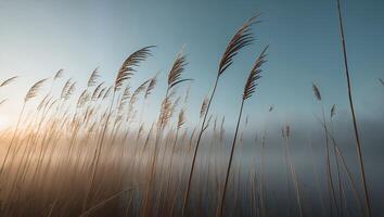 Grass Field Under Blue Sky in the Morning Light photo
